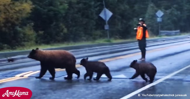 Ein Mann deutet einen Fahrer darauf hin, anzuhalten, weil ein riesiger Bär auf der Straße ist