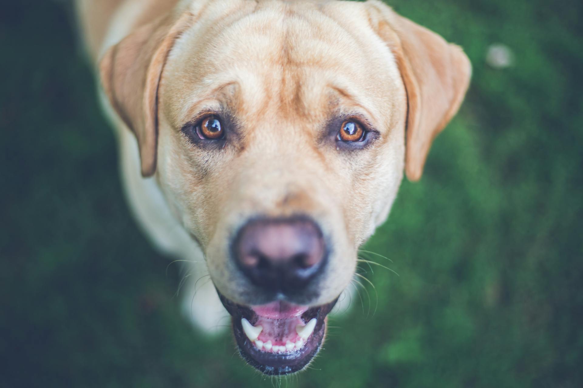 Ein Labrador-Hund | Quelle: Pexels