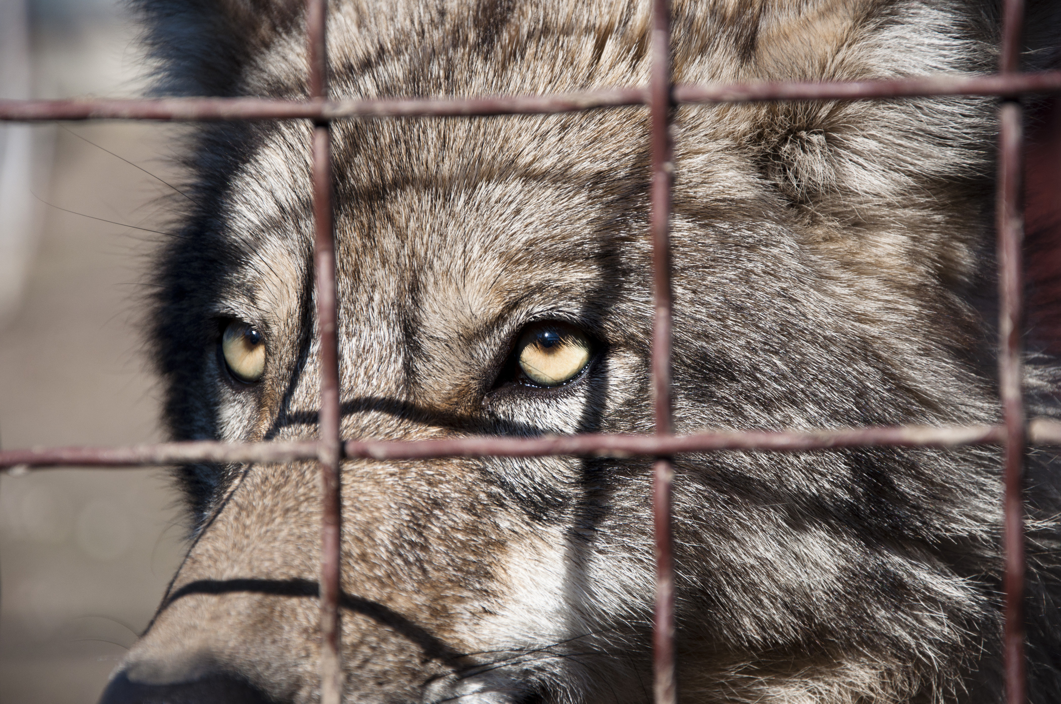 Wolf | Quelle: Getty Images