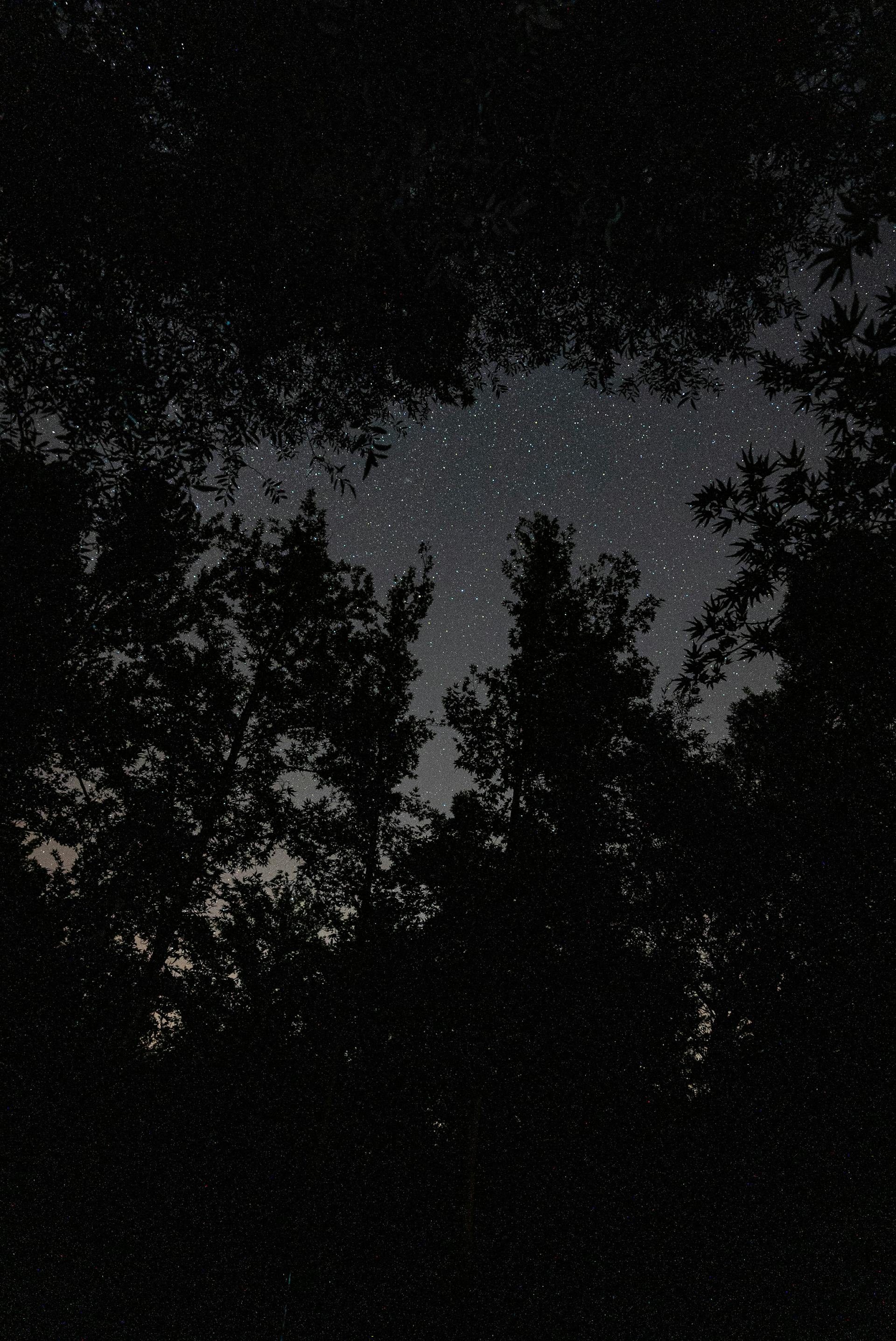 Ein Wald in der Dämmerung | Quelle: Pexels