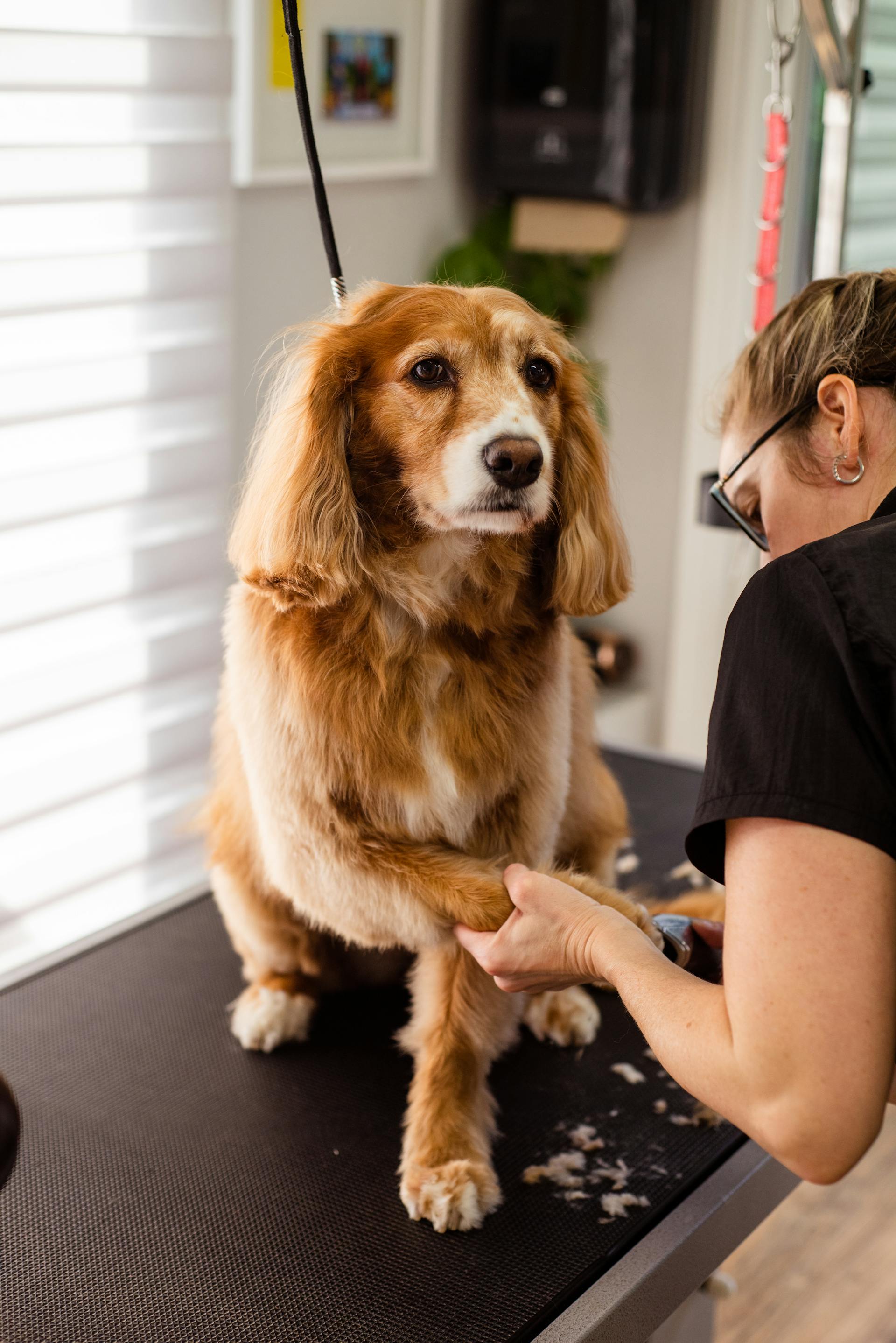 Eine Person, die einen Hund striegelt | Quelle: Pexels