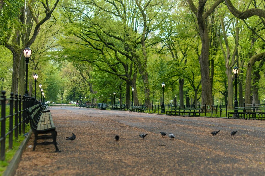 Jack Stones liebte den Central Park. | Quelle: Unsplash