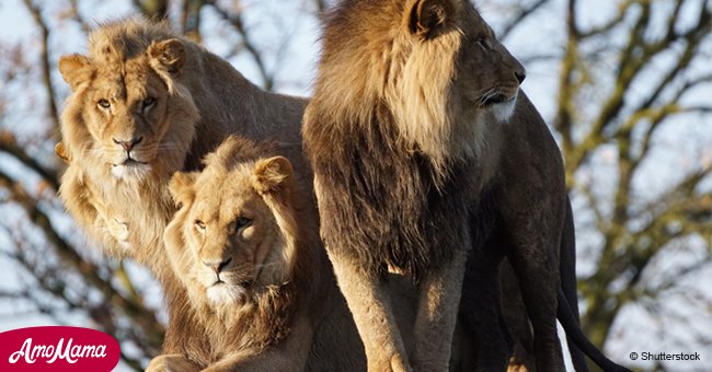 12-jähriges Mädchen wurde von sieben Männern entführt und von drei Löwen gerettet