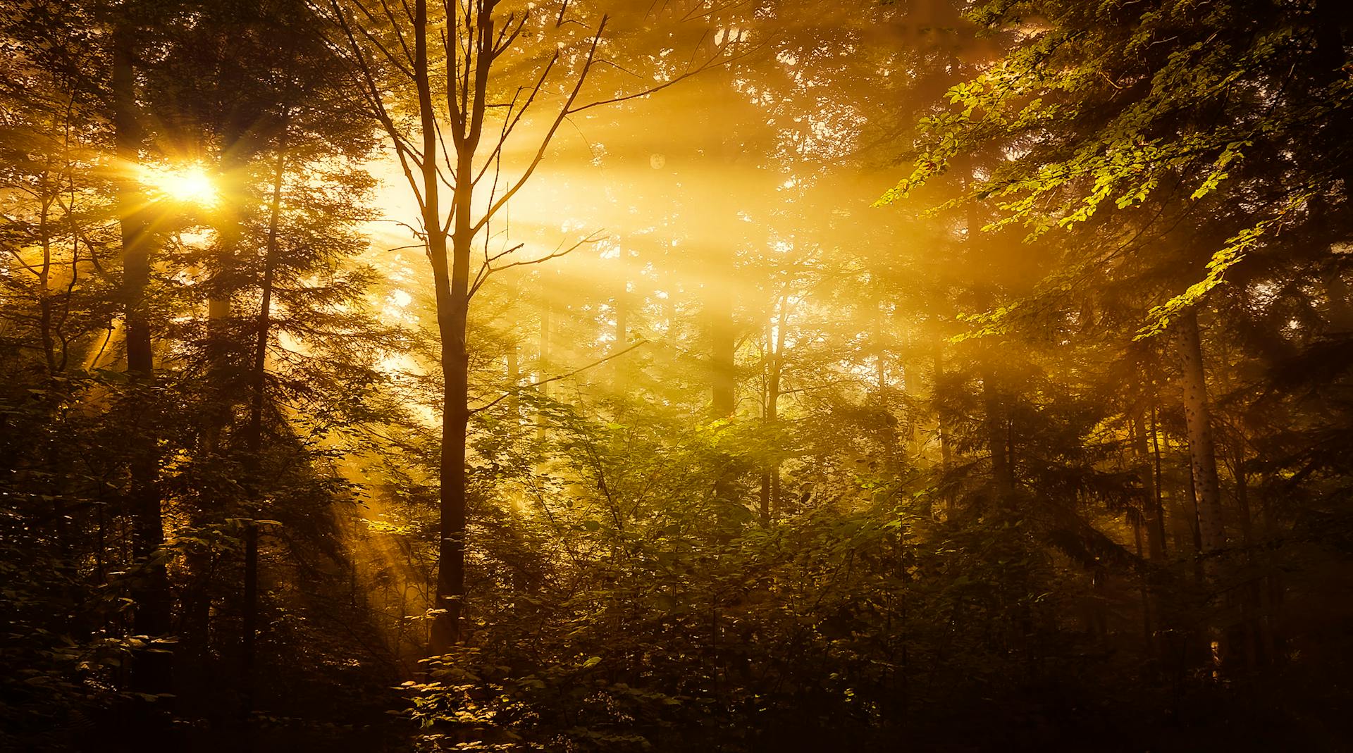 Sonnenlicht, das durch Bäume in einem Wald scheint | Quelle: Pexels
