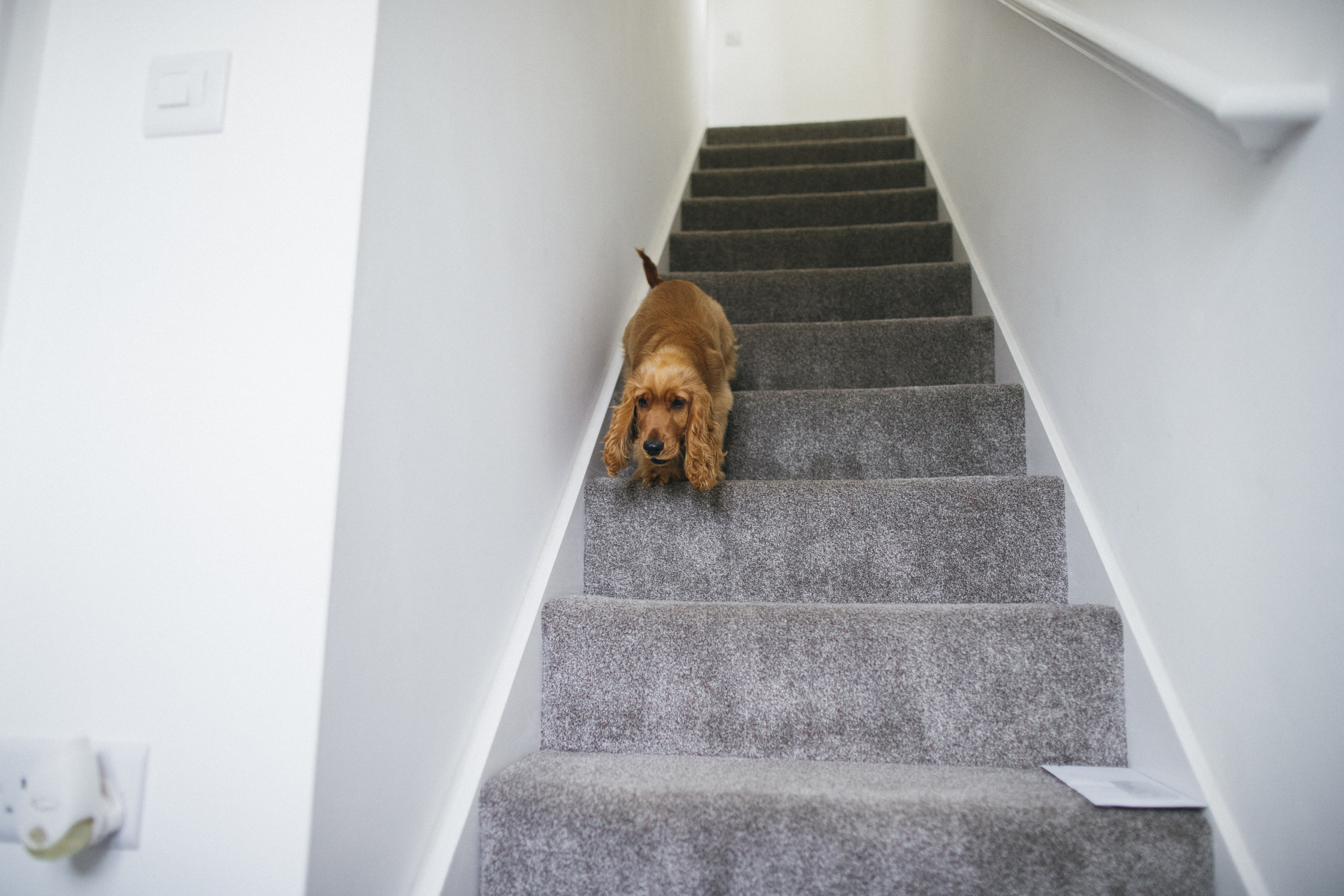 Hund, der die Treppe in einem Haus herunterläuft | Quelle: Getty Images