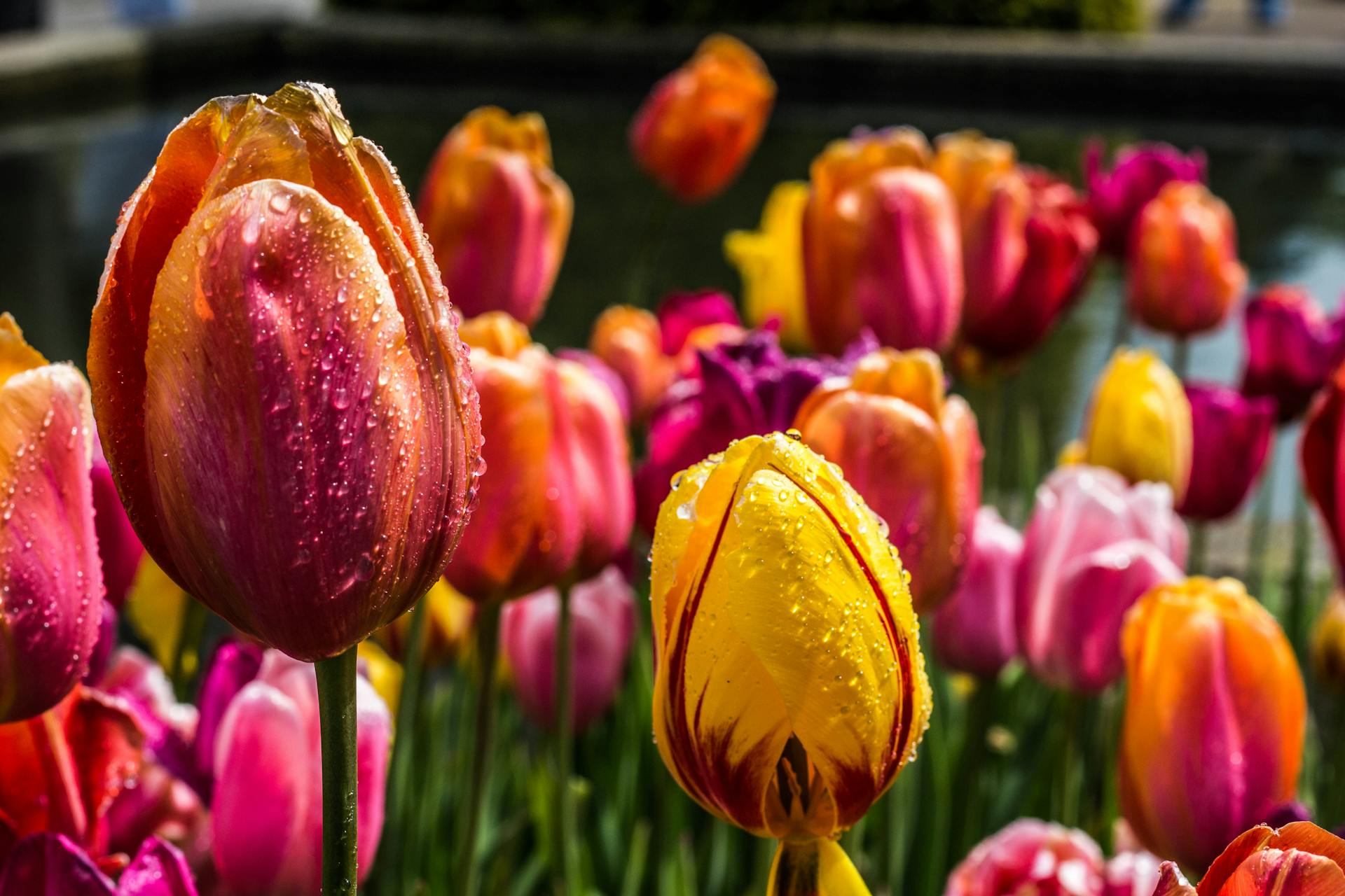 Tulpen | Quelle: Pexels