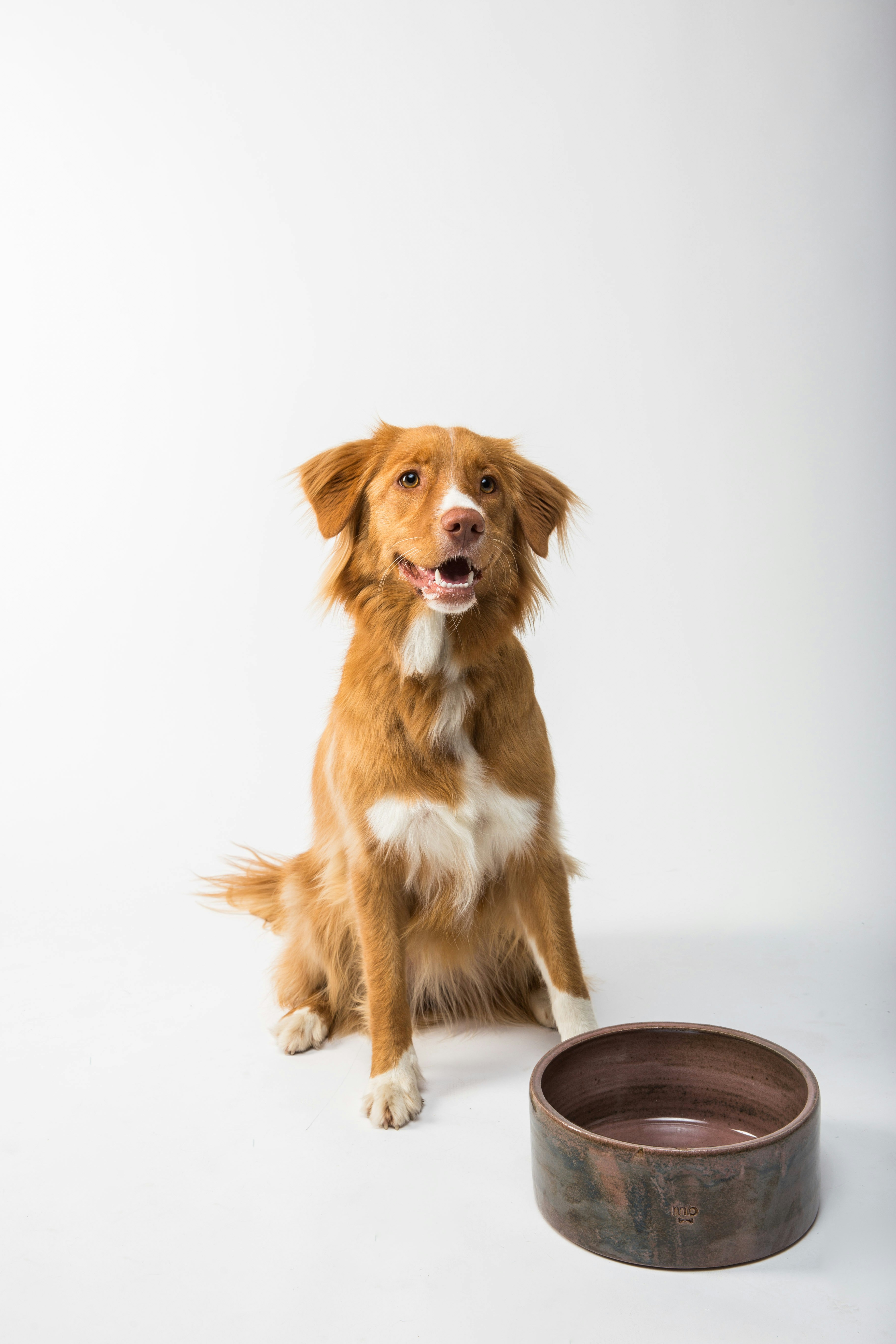 Ein Hund, der mit seinem Napf sitzt | Quelle: Unsplash