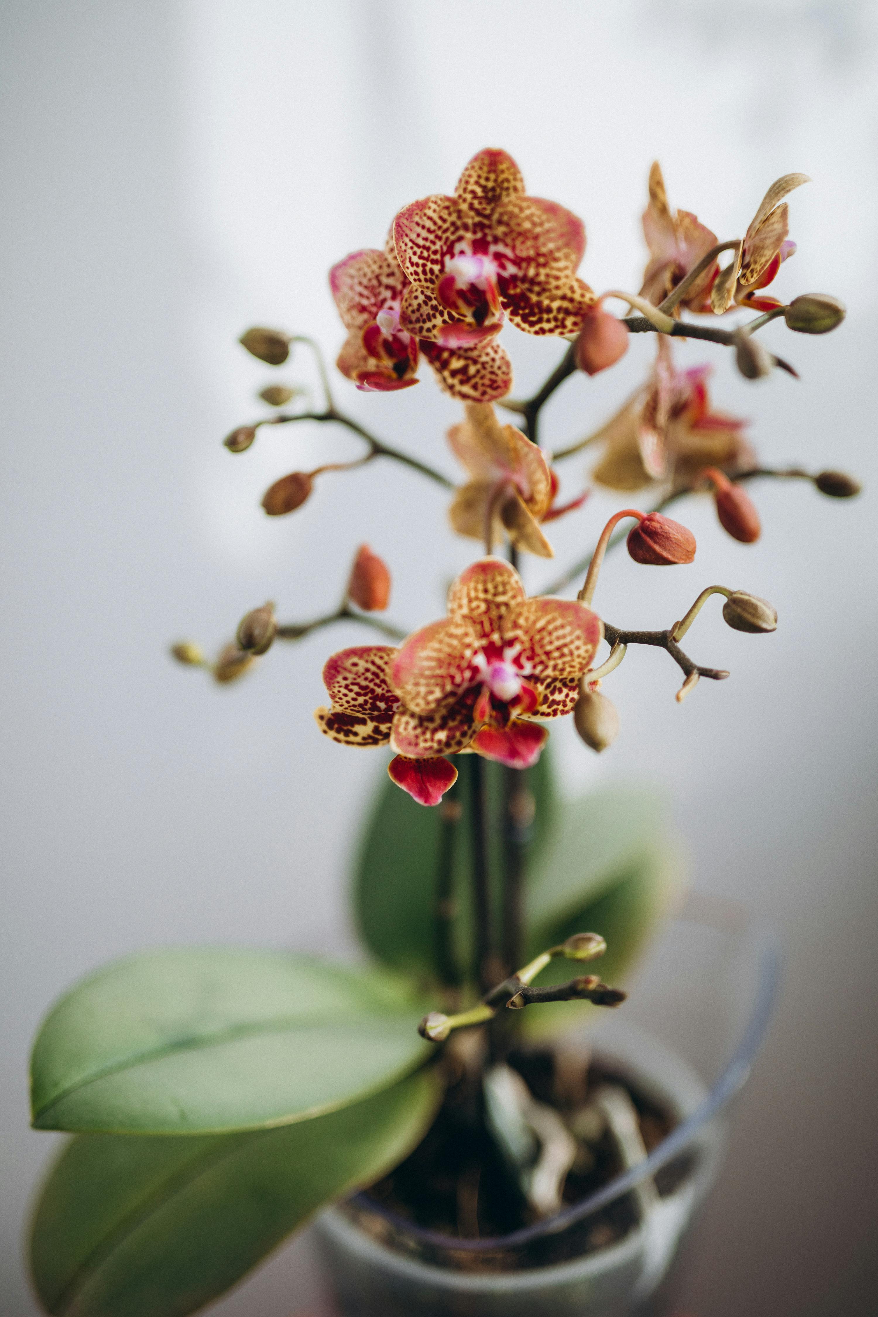 Eine rote Orchidee mit gelben Flecken | Quelle: Pexels