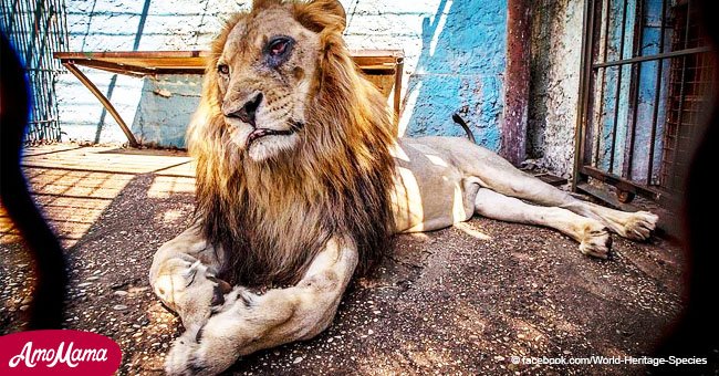 Schockierende Fotos, die zeigen, wie Tiere in dem Zoo misshandelt werden, sorgen für Aufregen