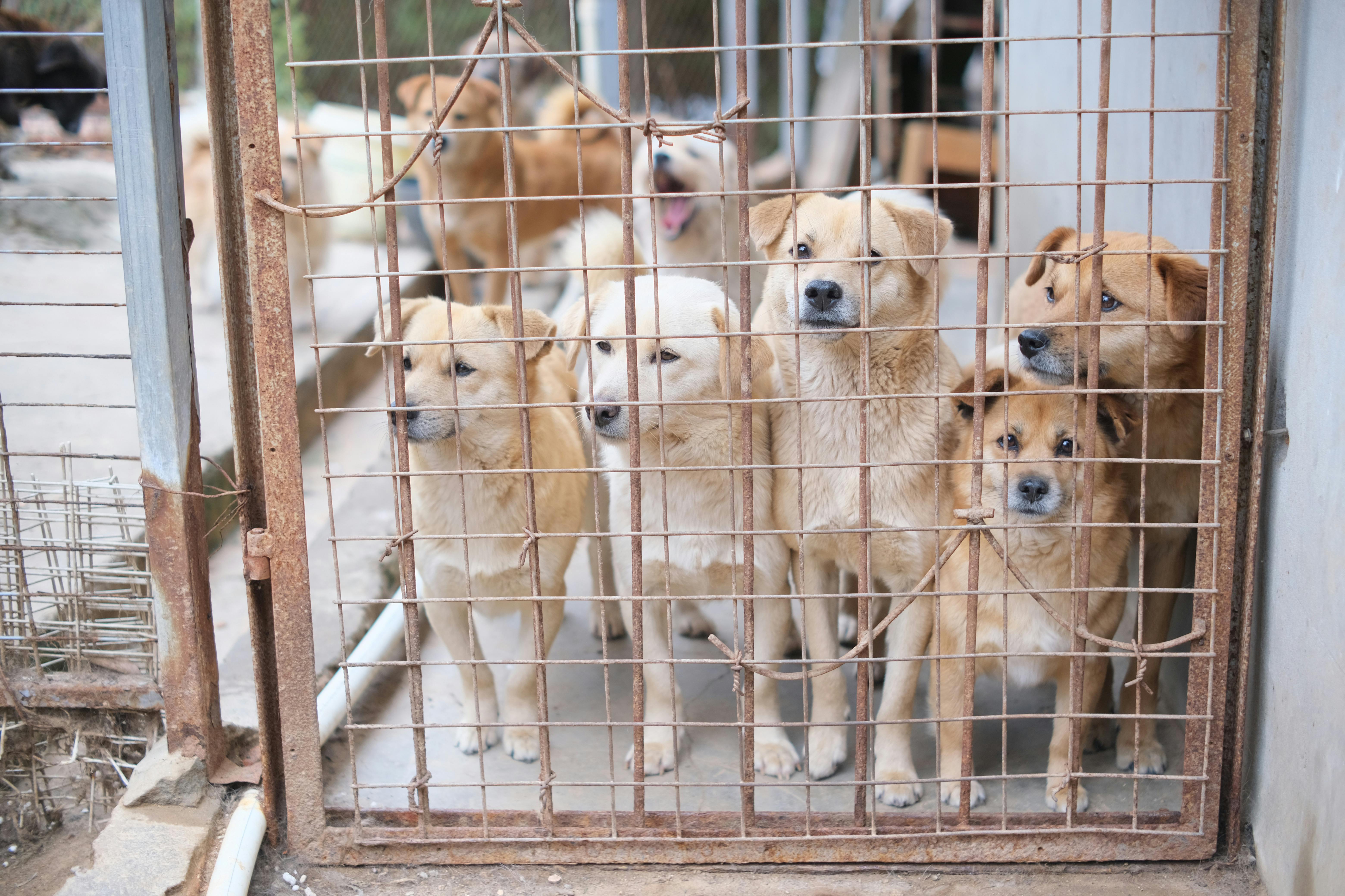 Hunde im Tierheim | Quelle: Pexels