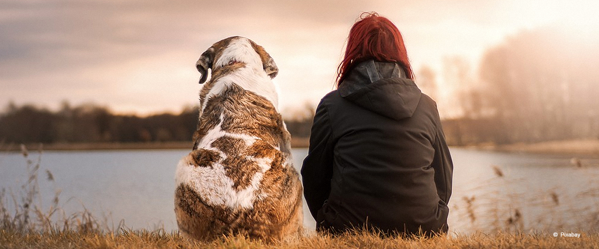 Tapferer Hund rettet seinen Besitzer, davor von zwei Männern entführt zu werden