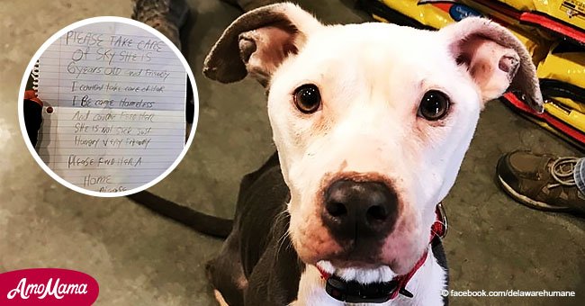Ein Hundebesitzer wurde obdachlos und musste seinen Hund verlassen. Er hinterließ einen herzzerreißenden Brief