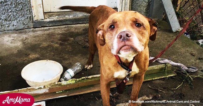 Die Retter fanden den „süßesten Hund“, der von seinen Besitzern verlassen wurde