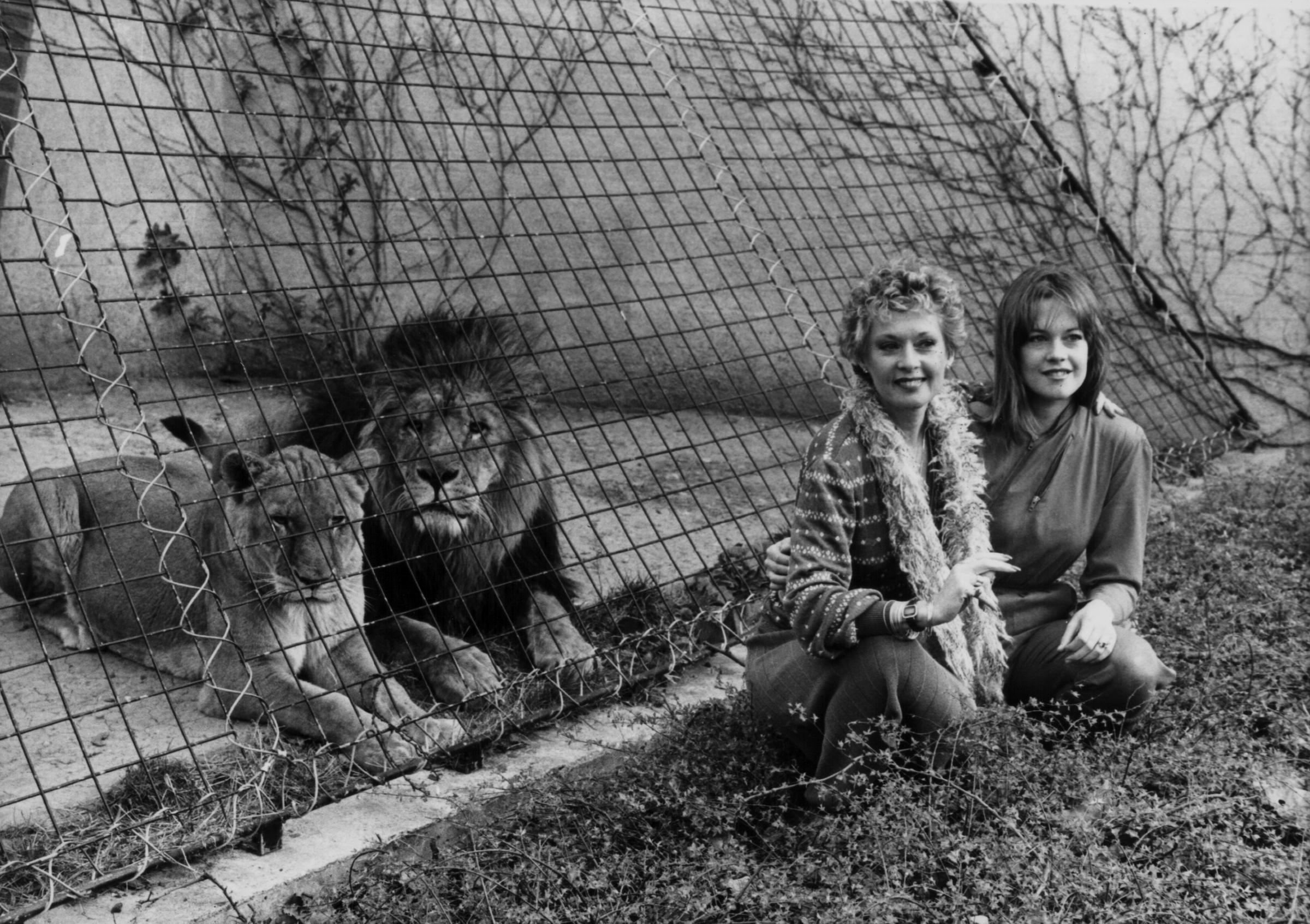 Tippi Hedren und Melanie Griffith posieren mit den Löwen im Londoner Zoo, um den Film "Roar" am 29. März 1982 zu bewerben. | Quelle: Getty Umages