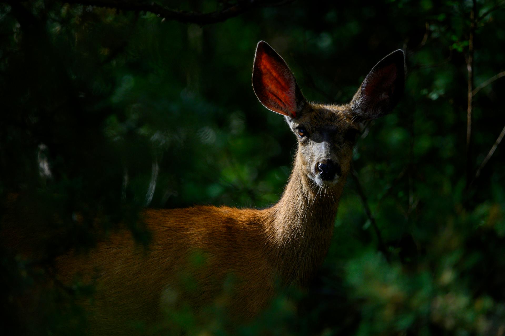 Ein Hirsch | Quelle: Pexels