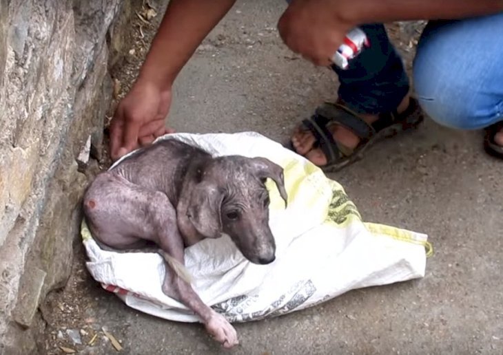Quelle: YouTube/Animal Aid Unlimited, India