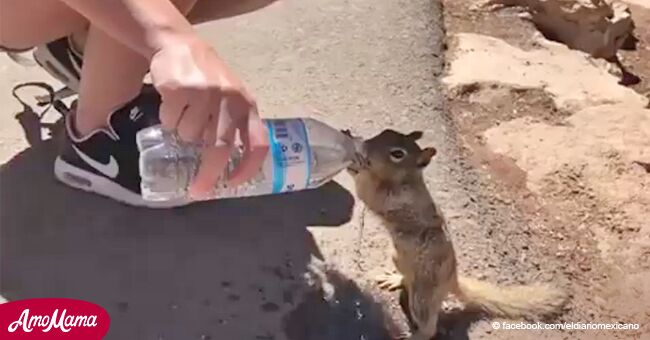 Ein kleines durstiges Eichhörnchen ist viral geworden, weil es wie ein Mensch Wasser trank (Video)