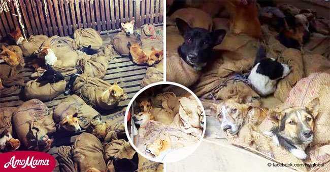 In Säcke gepferchte Hunde wurden davor gerettet, einen Moment später als Fleisch auf dem Markt zu landen