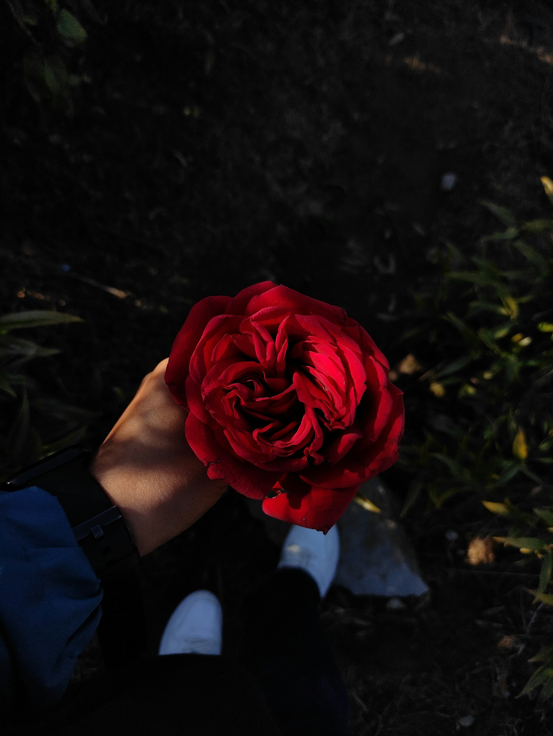Eine Person hält eine rote Rose | Quelle: Unsplash
