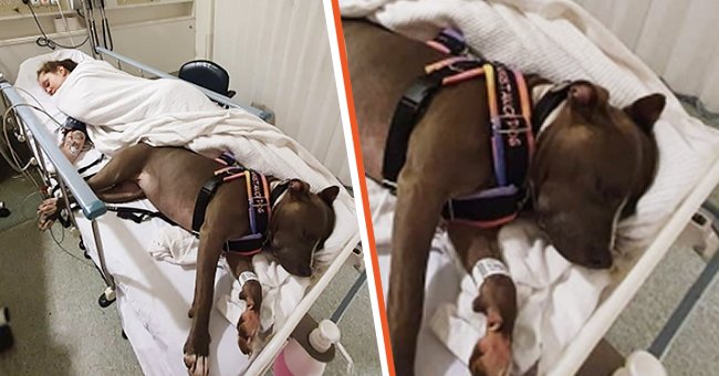 Hund rettet Mama das Leben & weigert sich, das Krankenhausbett zu verlassen, während die Ärzte um ihr Leben kämpfen | Instagram/incredibullruby