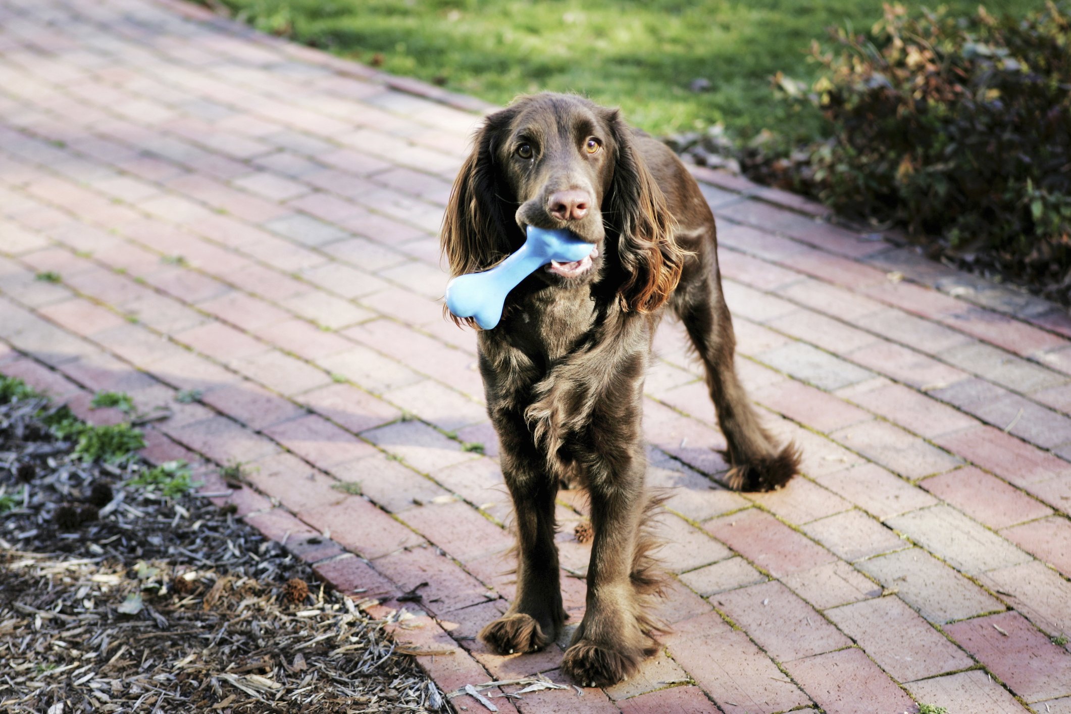 Ein brauner Hund, der auf einem Gartenweg mit einem Gummiknochen in seinem Mund steht | Quelle: Getty Images