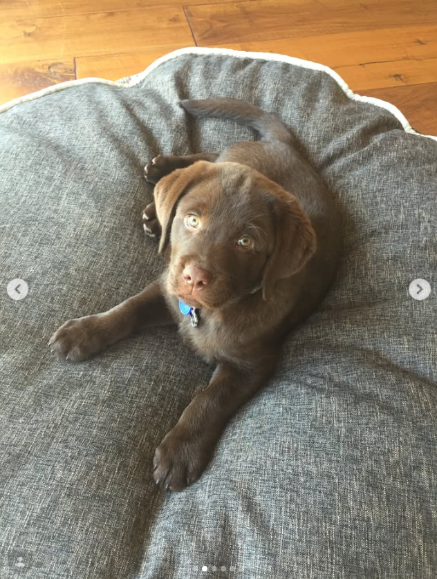 Die junge Lily, der schokoladenbraune Labrador der Familie, macht es sich auf einem gepolsterten Hundebett gemütlich – ein rührender Einblick in das Leben des Haustiers, um das Noah Wyle und seine Familie nach ihrem plötzlichen Tod trauerten. | Quelle: Instagram/therealnoahwyle