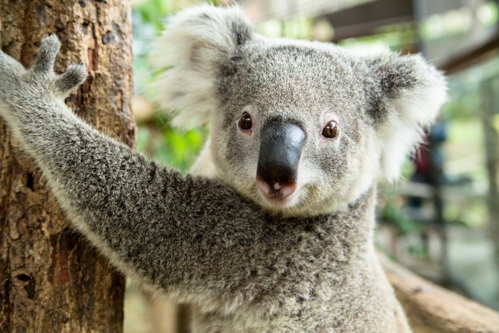 Australischer Koalagebär auf Zweig. I Quelle: Shutterstock
