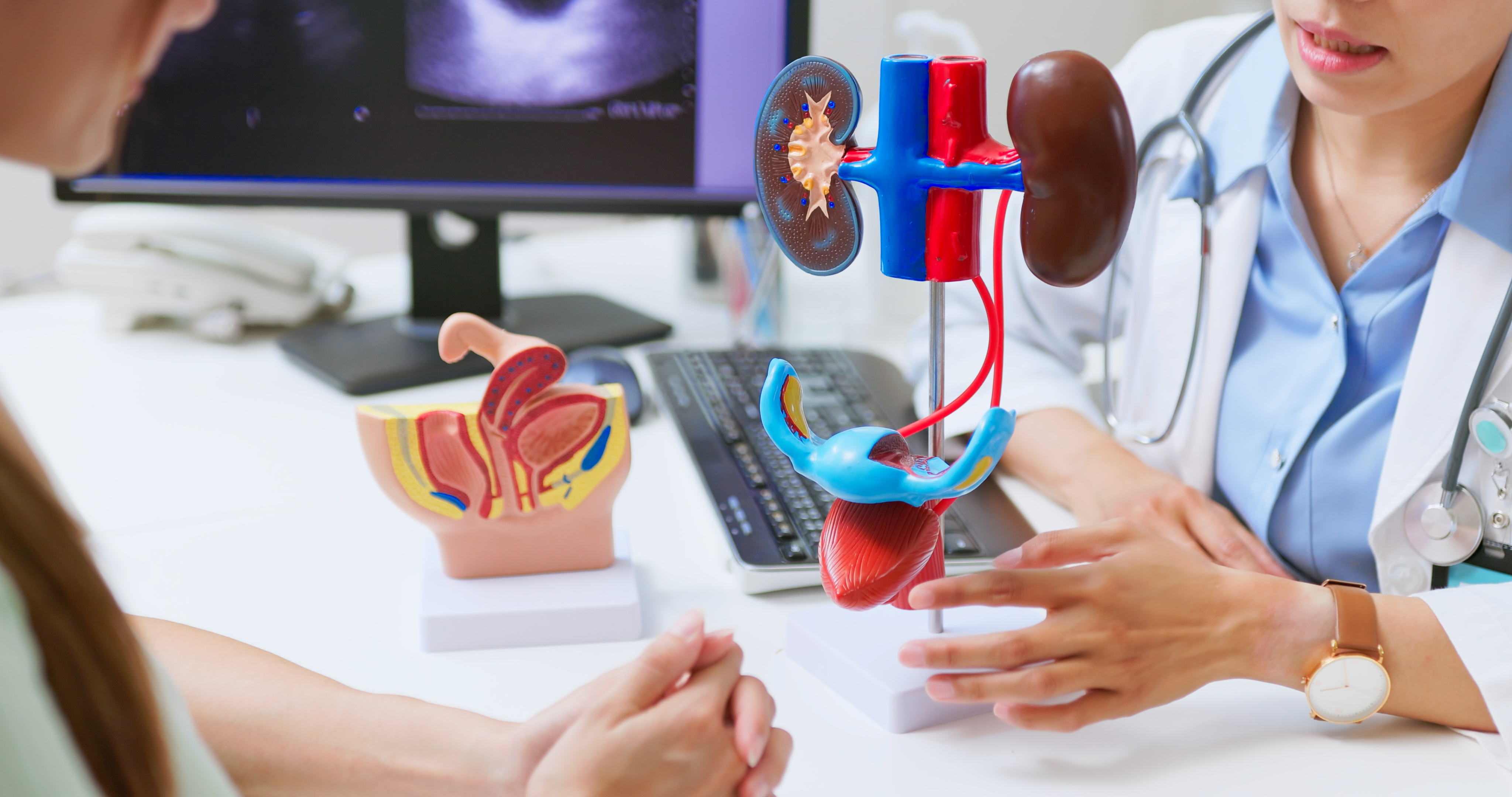 Ein Arzt verwendet ein menschliches 3D-Modell, um Probleme mit dem Harnsystem zu erklären - der Patient leidet möglicherweise unter Inkontinenz und Anzeichen einer Nierenfunktionsstörung | Quelle: Getty Images