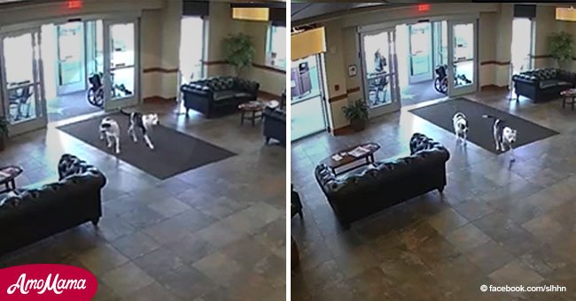Die Mitarbeiter eines Krankenhauses waren geschockt, als sie zwei Pitbull Hunde in der Eingangstür sahen