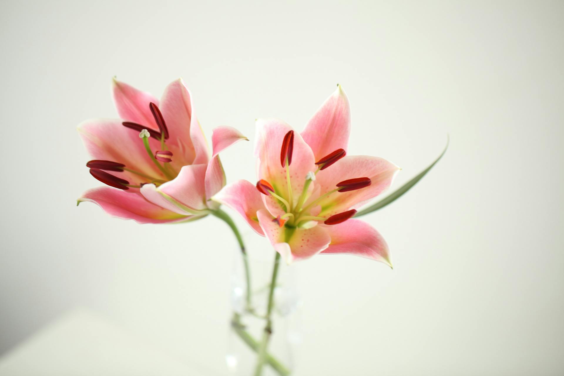 Lilien | Quelle: Pexels