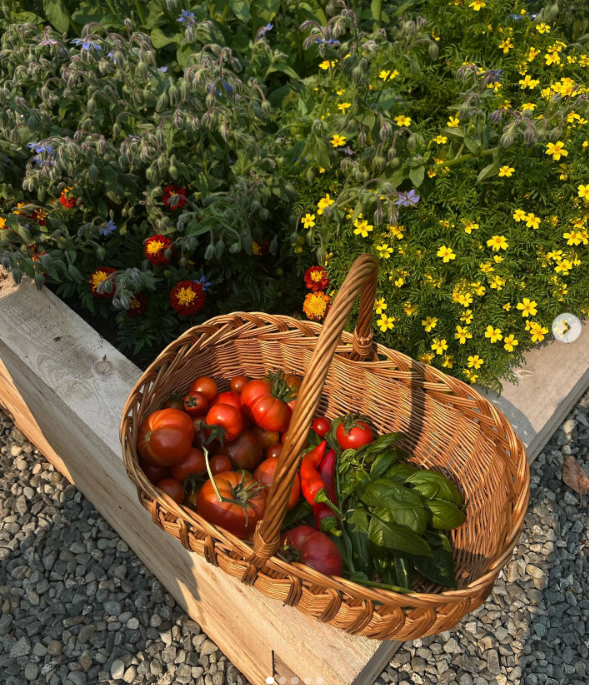 Ein geflochtener Korb, gefüllt mit reifen Old-Variety-Tomaten, glänzenden roten Chilischoten und duftendem frischem Basilikum, steht auf einem erhöhten Holzbeet bei Arcady. Umrahmt von fröhlichen gelben Ringelblumen und zart blühendem Borretsch zeigt die farbenfrohe Gemüseauslage die frischen Zutaten, die Pamela so gerne erntet und über ihre Gartentür hinaus teilt. Sie teilte diesen lebhaften Sommer-Schnappschuss mit der Bildunterschrift: „Aus dem Garten… 🤍“. | Quelle: Instagram/pamelaanderson
