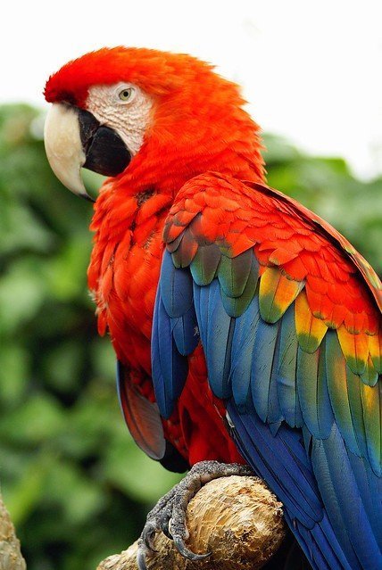 Papagei | Quelle: Flickr