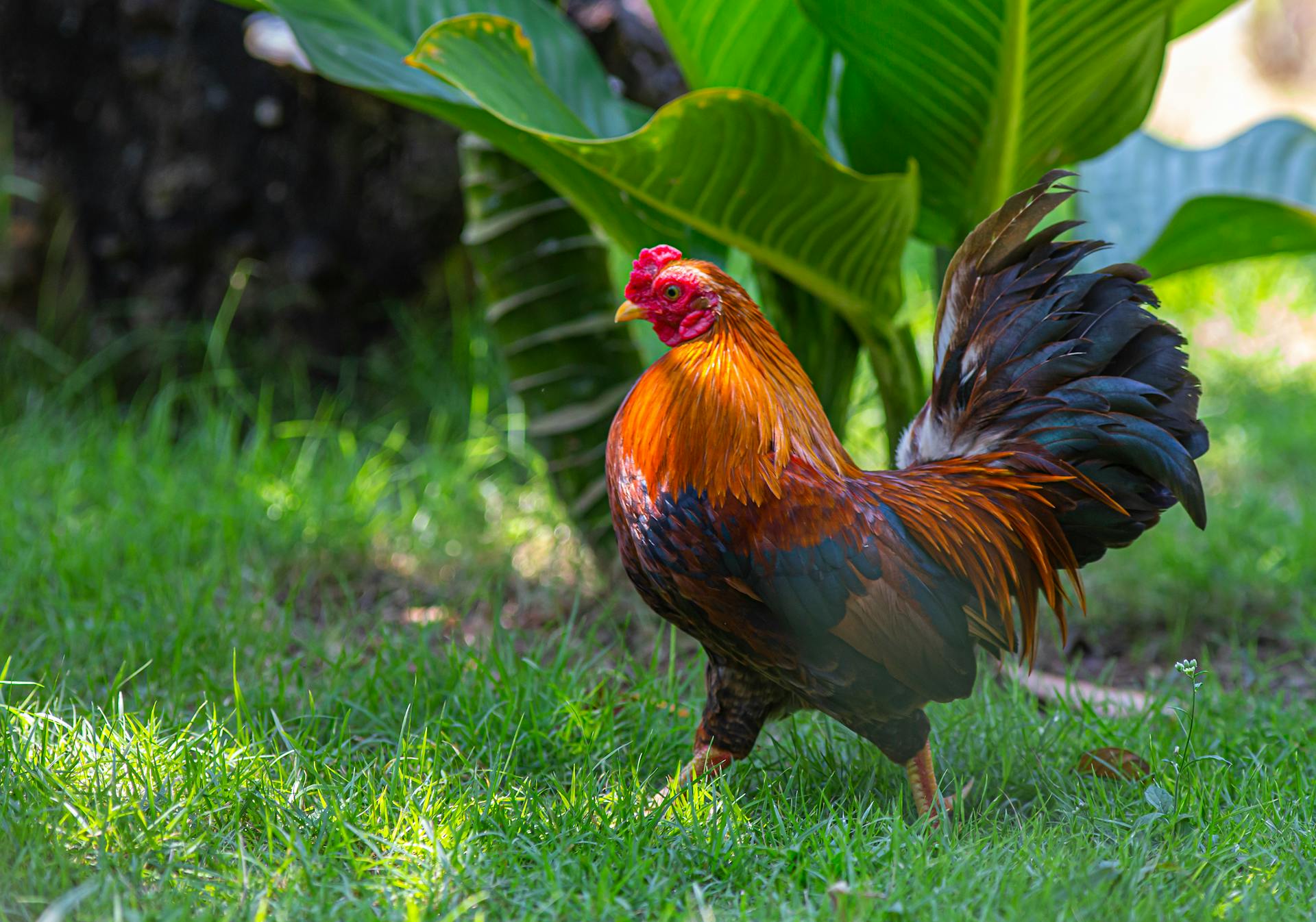 Ein Hahn in einem Garten | Quelle: Pexels