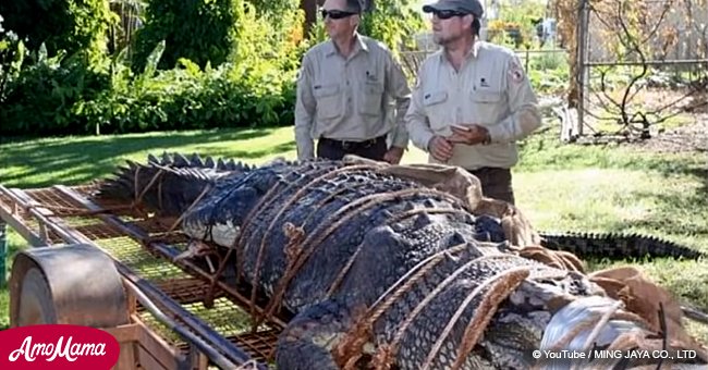 Rangers zogen nach einer erfolgreichen Jagd, die ein Jahrzehnt gedauert hat, ein 600 kg schweres Krokodil aus des Wasser