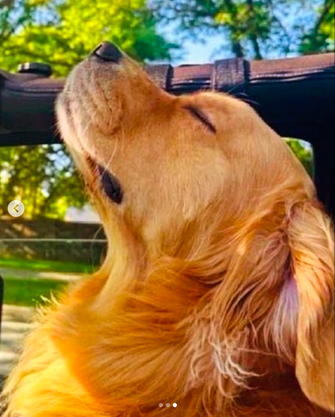 Das Bild des Golden Retrievers, das Jennifer Lopez in ihrem Karussell-Posting am 28. Januar 2025 geteilt hat. | Quelle: Instagram/jlo