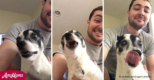 19-jähriger Rat Terrier wird durch seinen komischen Niesanfall viral 