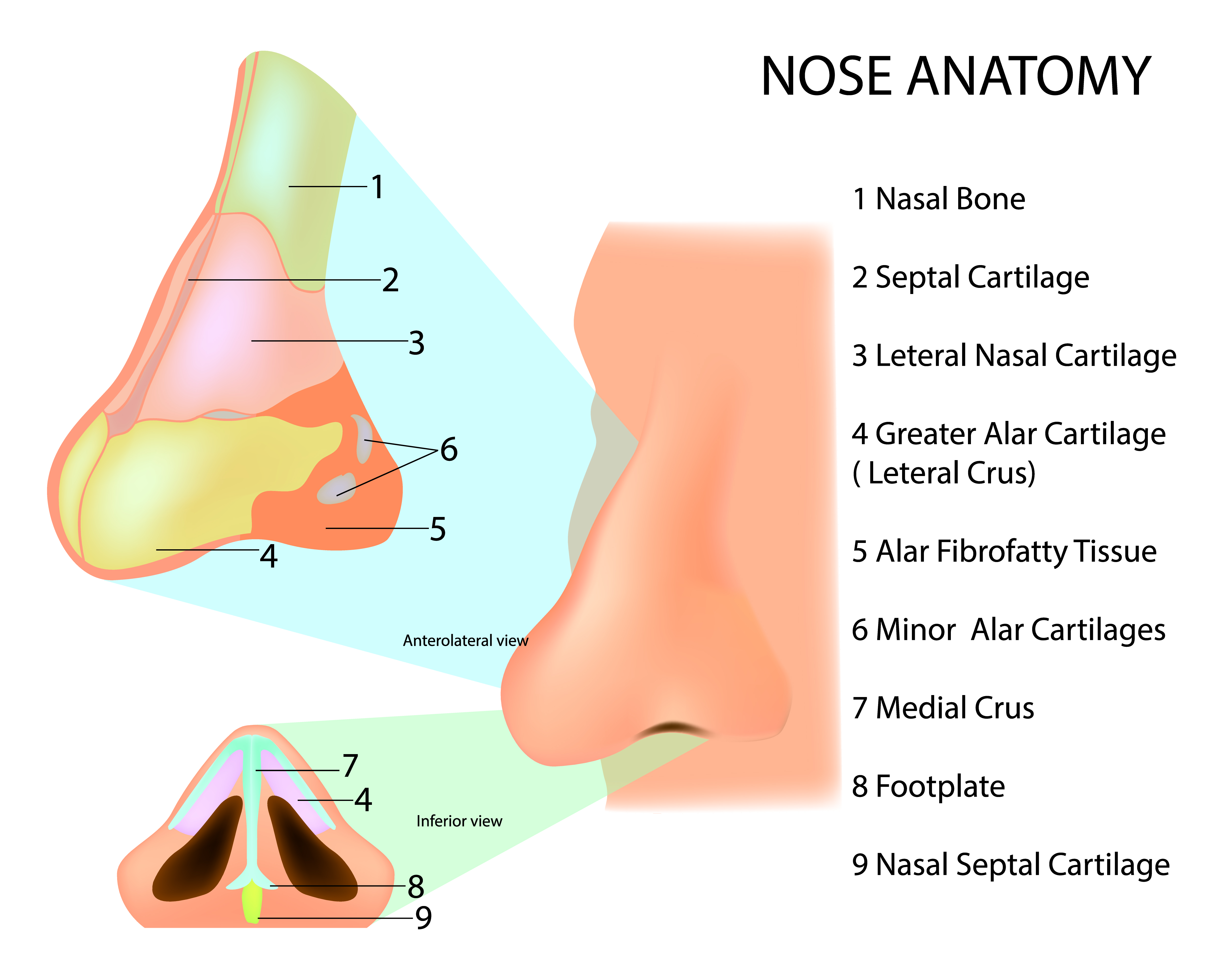 Anatomie der menschlichen Nase | Quelle: Getty Images