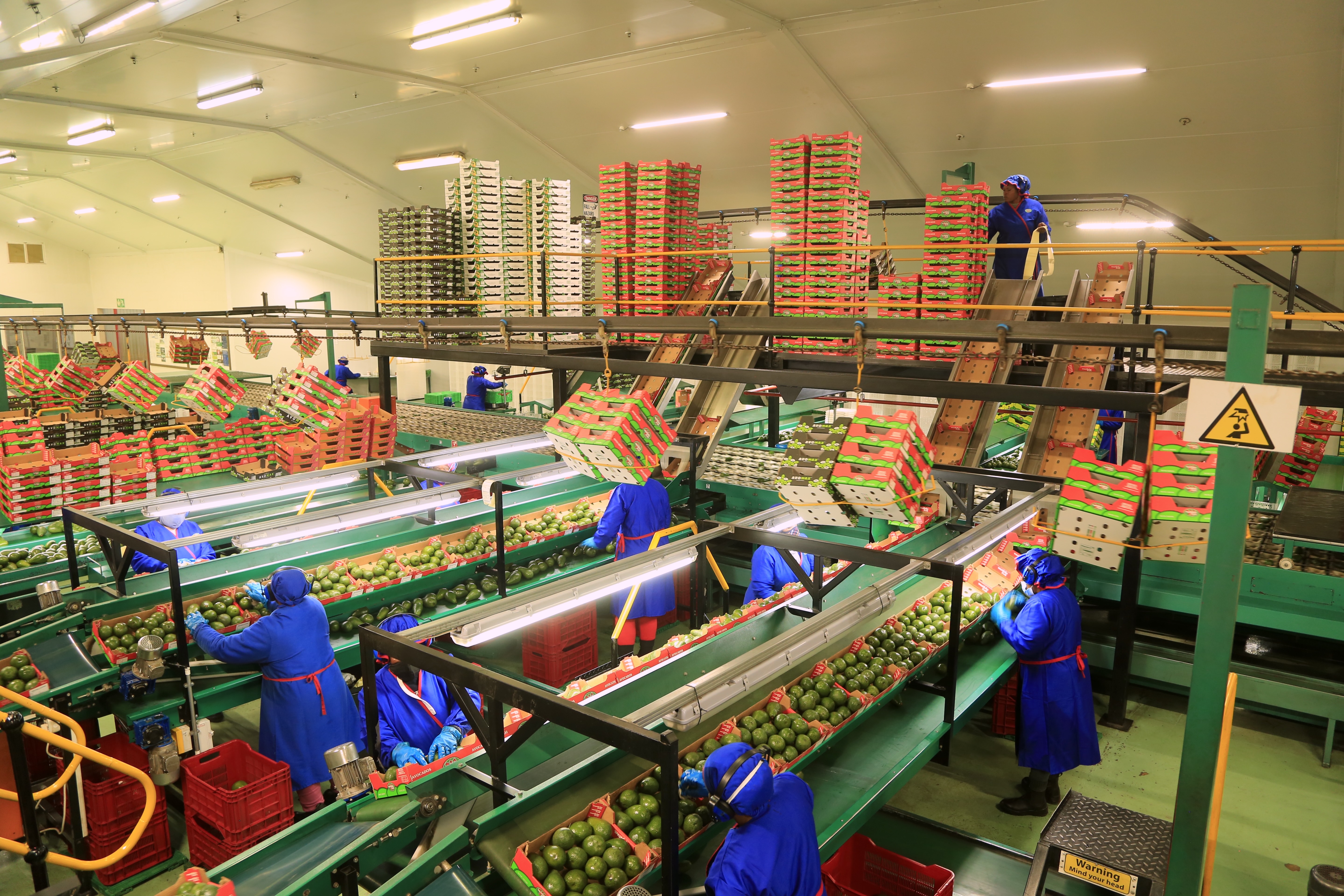Angestellte arbeiten an der Sortieranlage für Avocados in einer Fabrik | Quelle: Getty Images