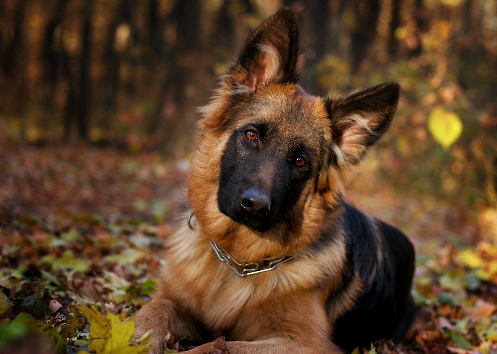 Deutscher Schäferhund im Wald. I Quelle: Shutterstock