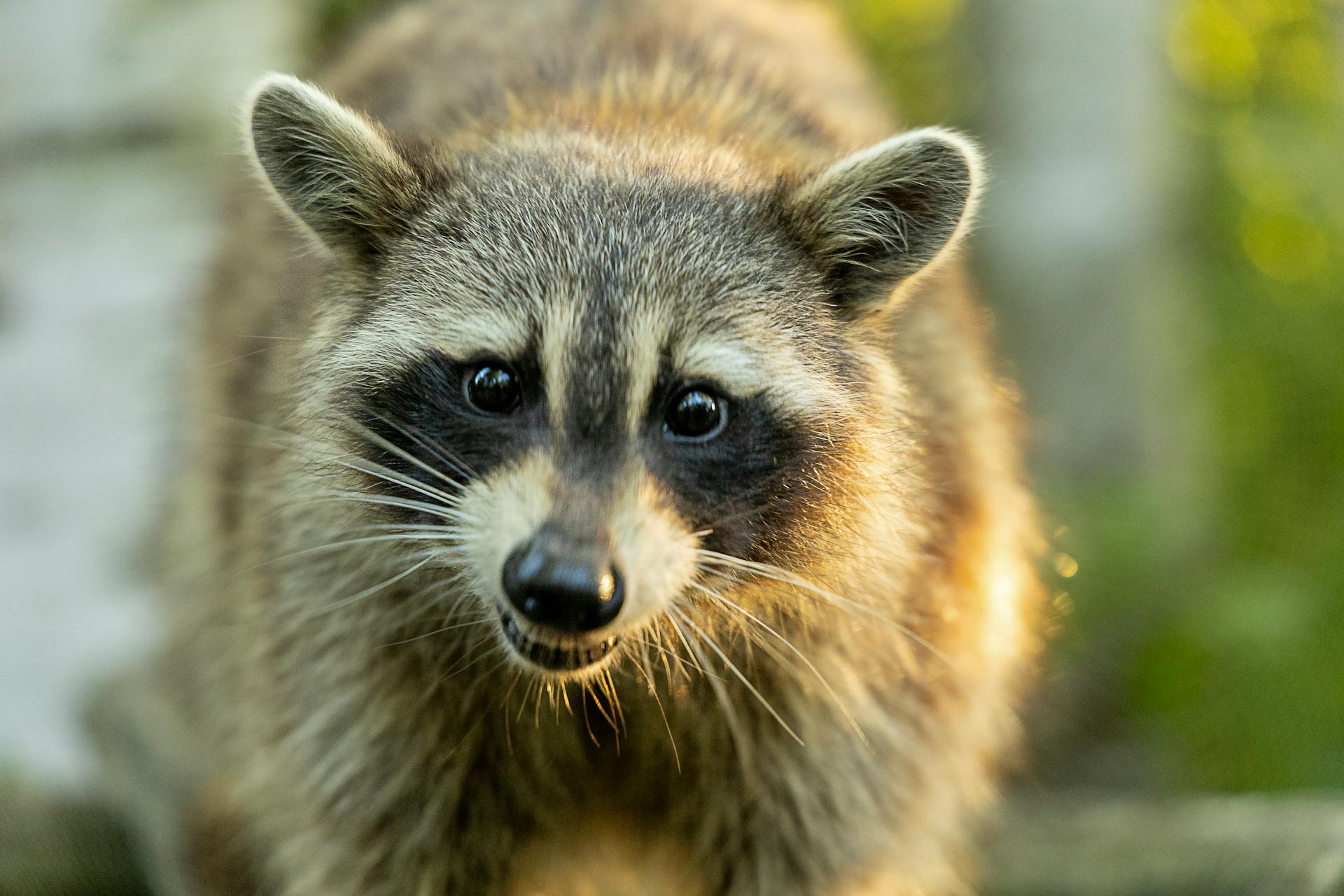 Ein Waschbär | Quelle: Pexels