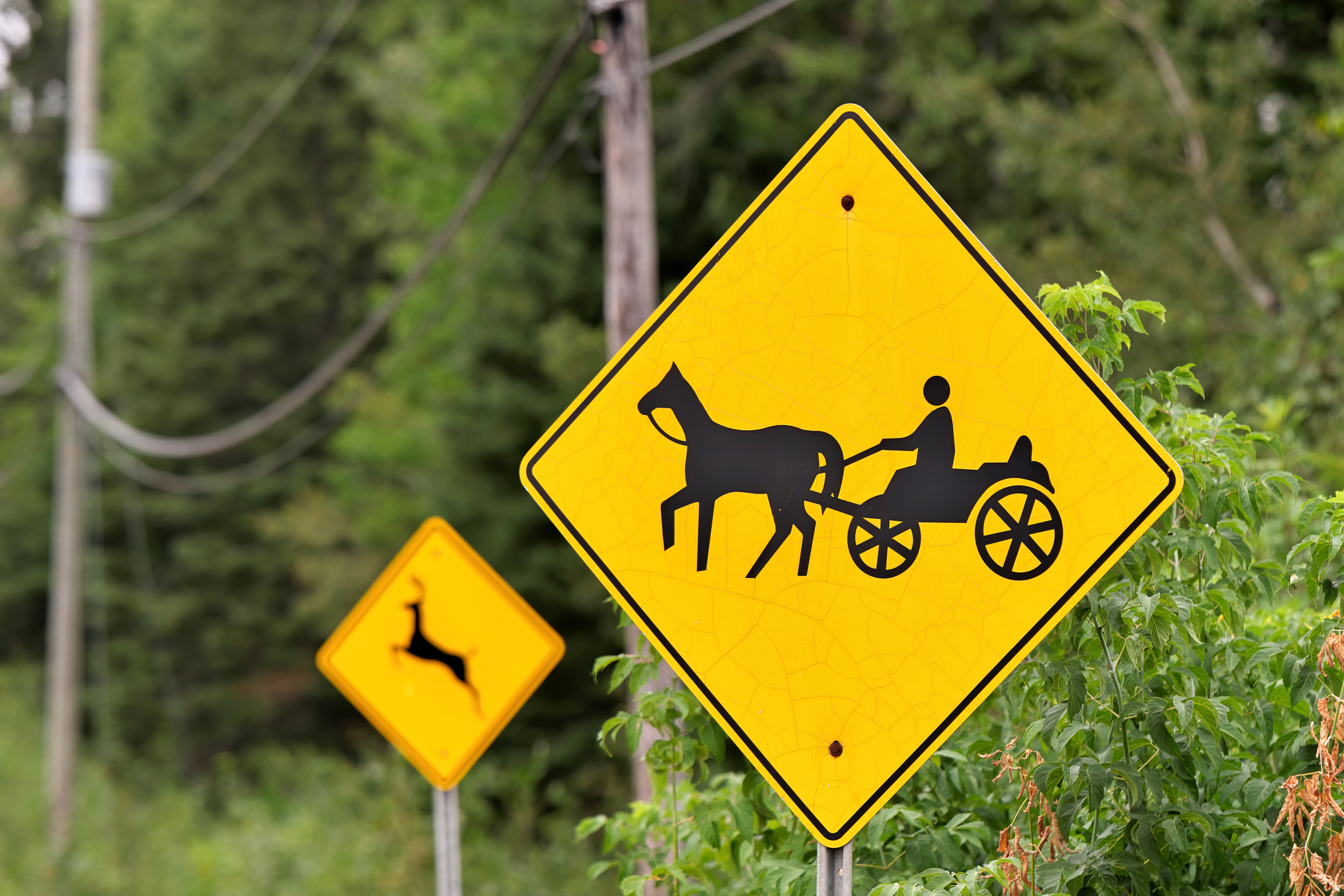 Horse and Buggy Crossing and Deer Crossing Signs on side of Road | Source: Getty Images Schilder für Pferde- und Kutschenüberquerungen sowie Wildwechsel am Straßenrand | Quelle: Getty Images