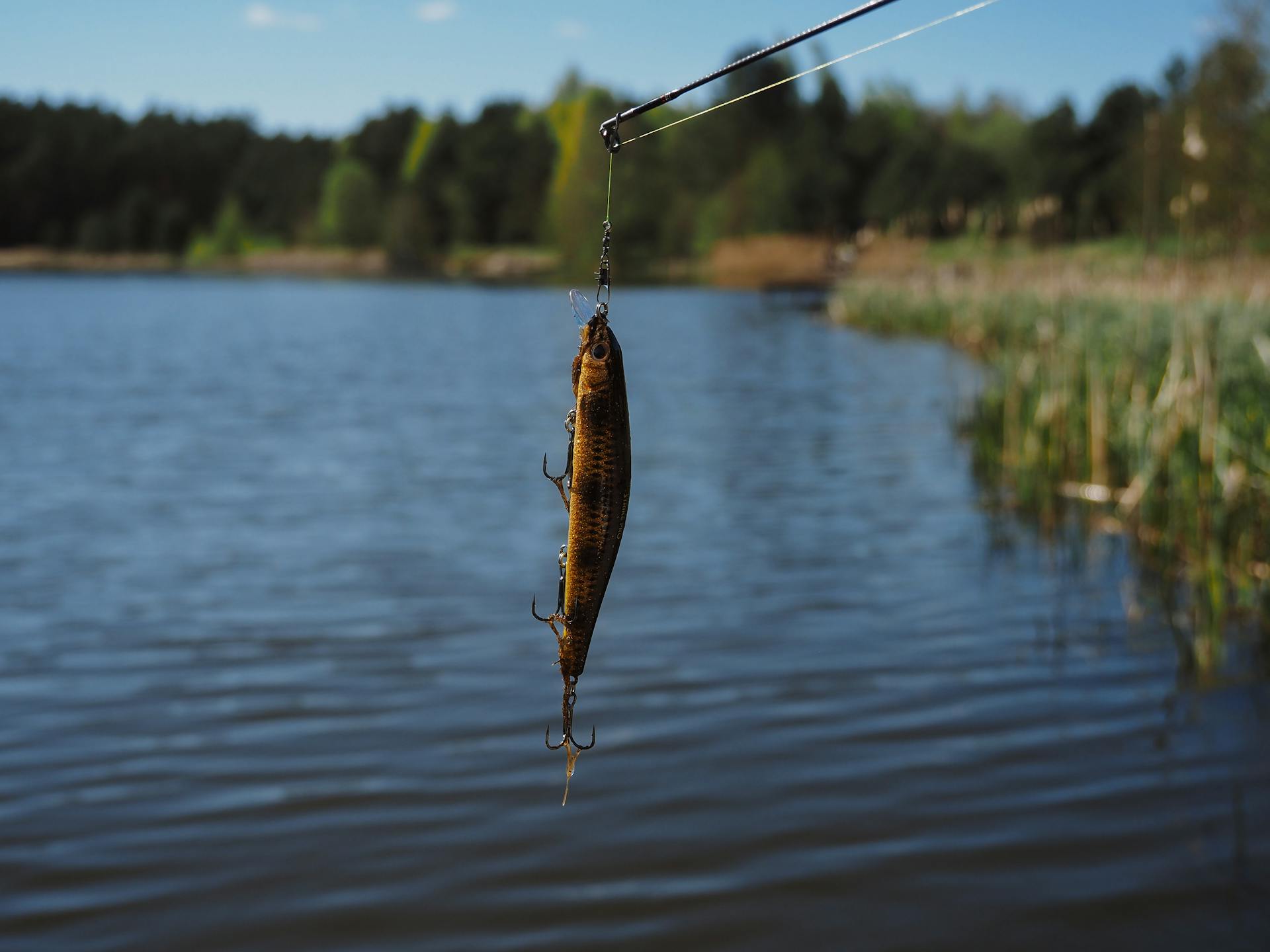 Ein Fisch an einem Haken | Quelle: Pexels