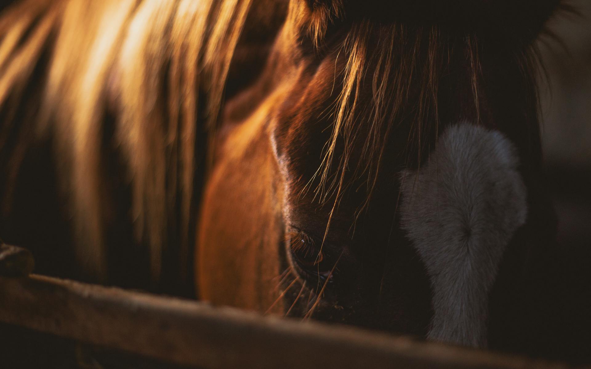 Ein Pferd in einem Stall | Quelle: Pexels