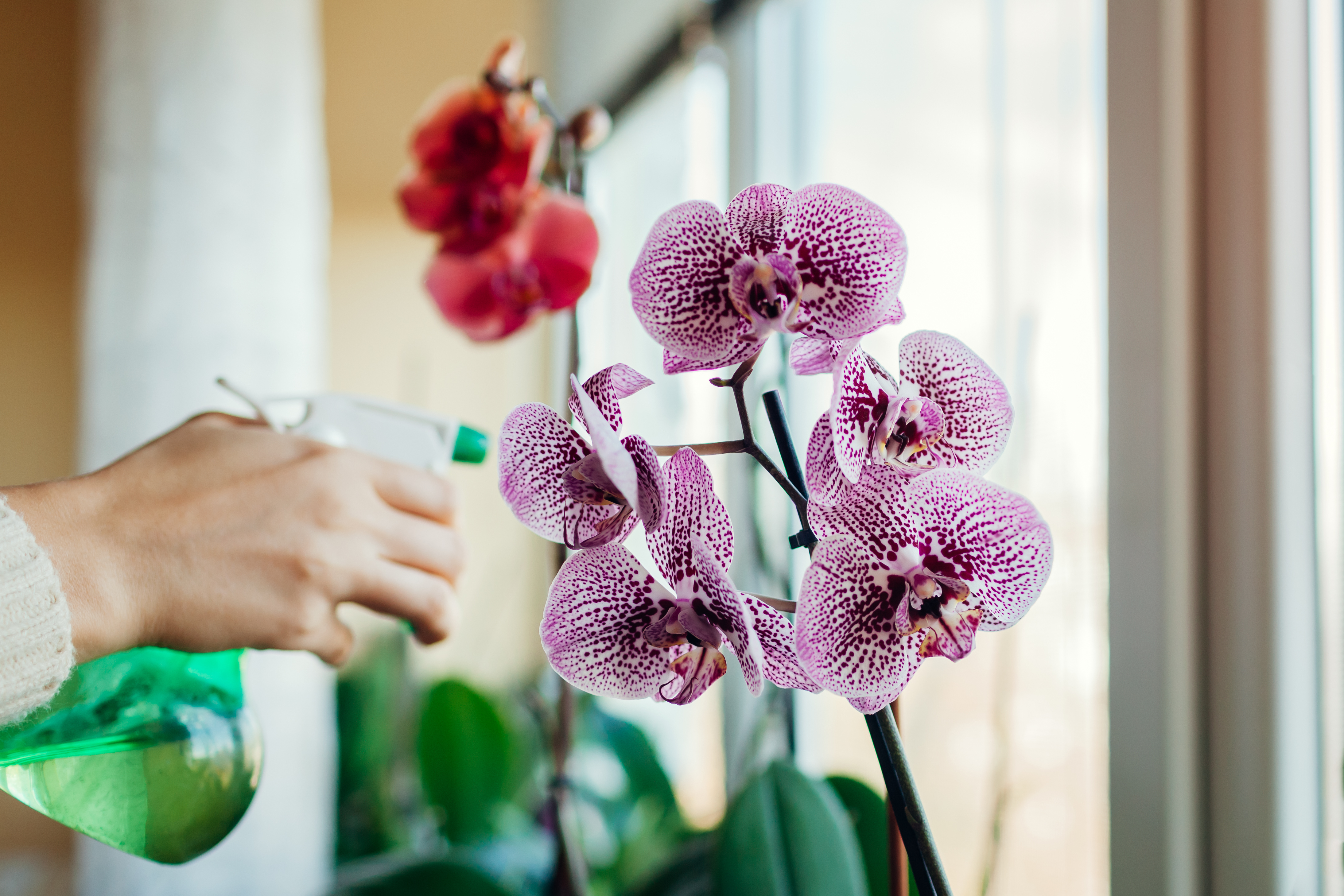 Eine Frau besprüht eine blühende Orchidee auf der Fensterbank mit Wasser. Mädchen, das sich um Pflanzen und Blumen im Haus kümmert | Quelle: Getty Images