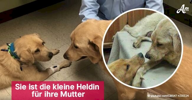 Ein sterbender Hund wurde von einem Welpen gerettet, der ihn eine Niere schenkte