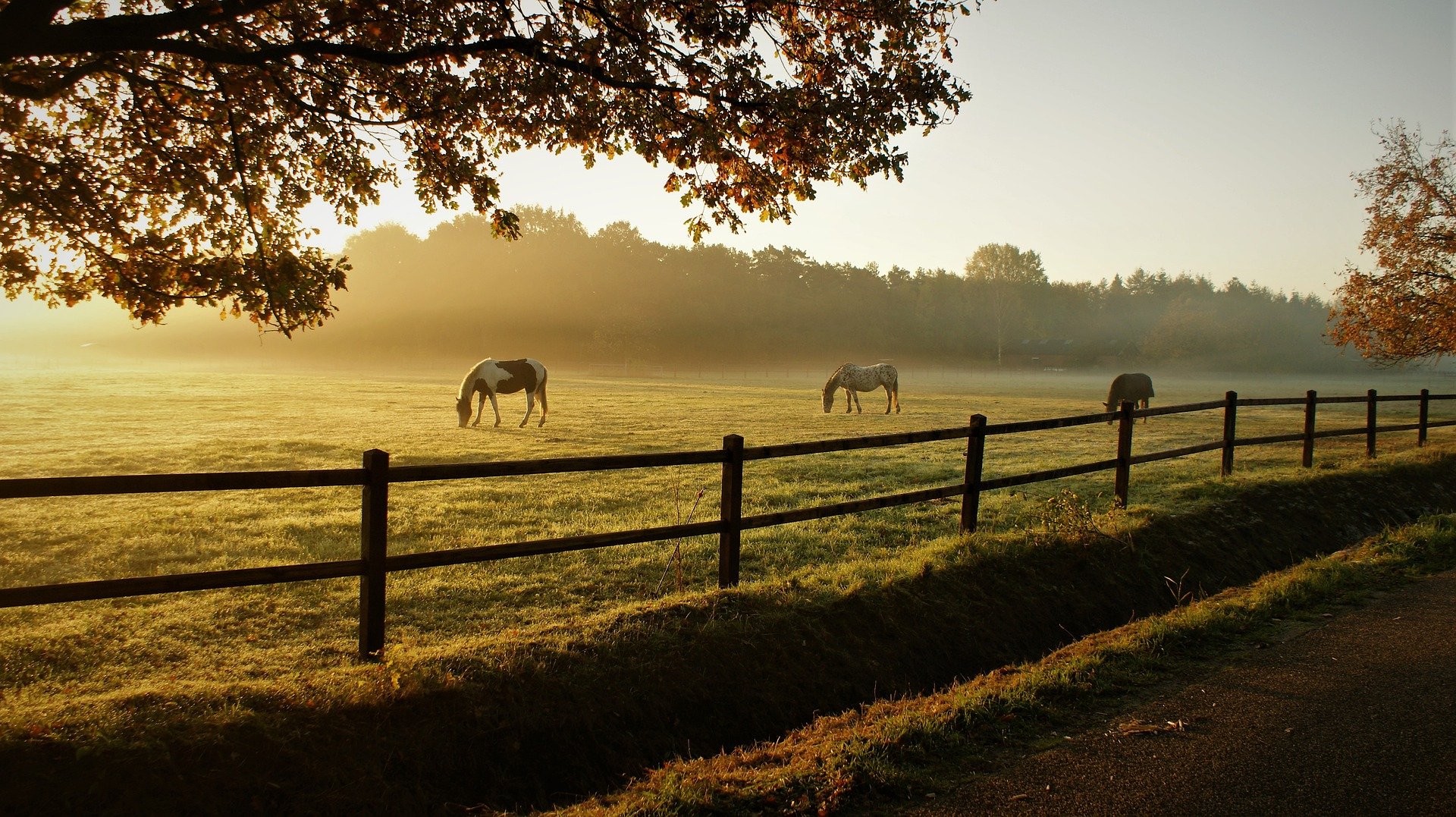 Im Bild - Pferde grasen auf einer Ranch | Quelle: Pixabay 