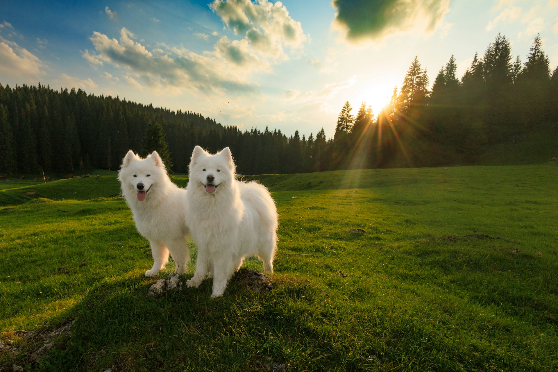Zwei liebenswerte Hunde | Quelle: Unsplash