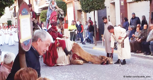 Ein gemietetes Kamel fällt während einer Parade in Valencia in Ohnmacht und verursacht Empörung
