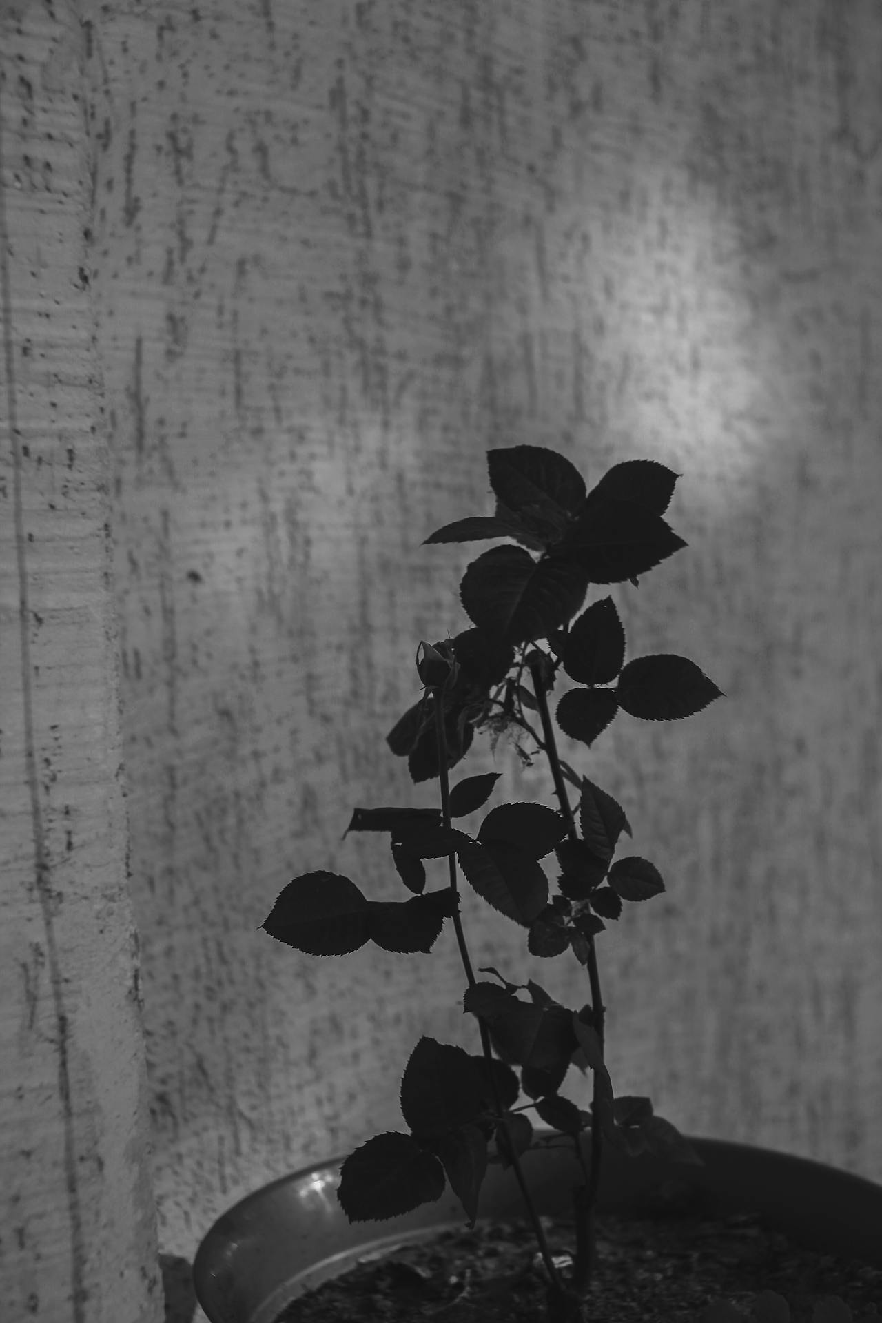Graustufenaufnahme einer getopften Rosenpflanze | Quelle: Pexels