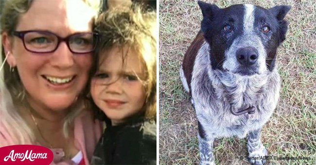 Ein tauber und blinder Hund rettet ein dreijähriges Mädchen und wird zum Held ernannt